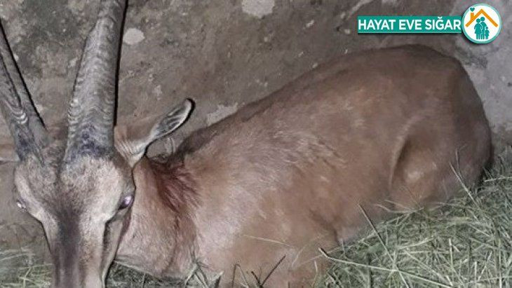 Köpeklerin saldırısına uğrayan yaban keçisi tedavi altına alındı