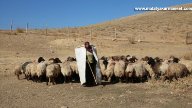 Borçla hayvancılığa başlayan kadın yetiştirici koyun sayısını 30'dan 300'e çıkardı